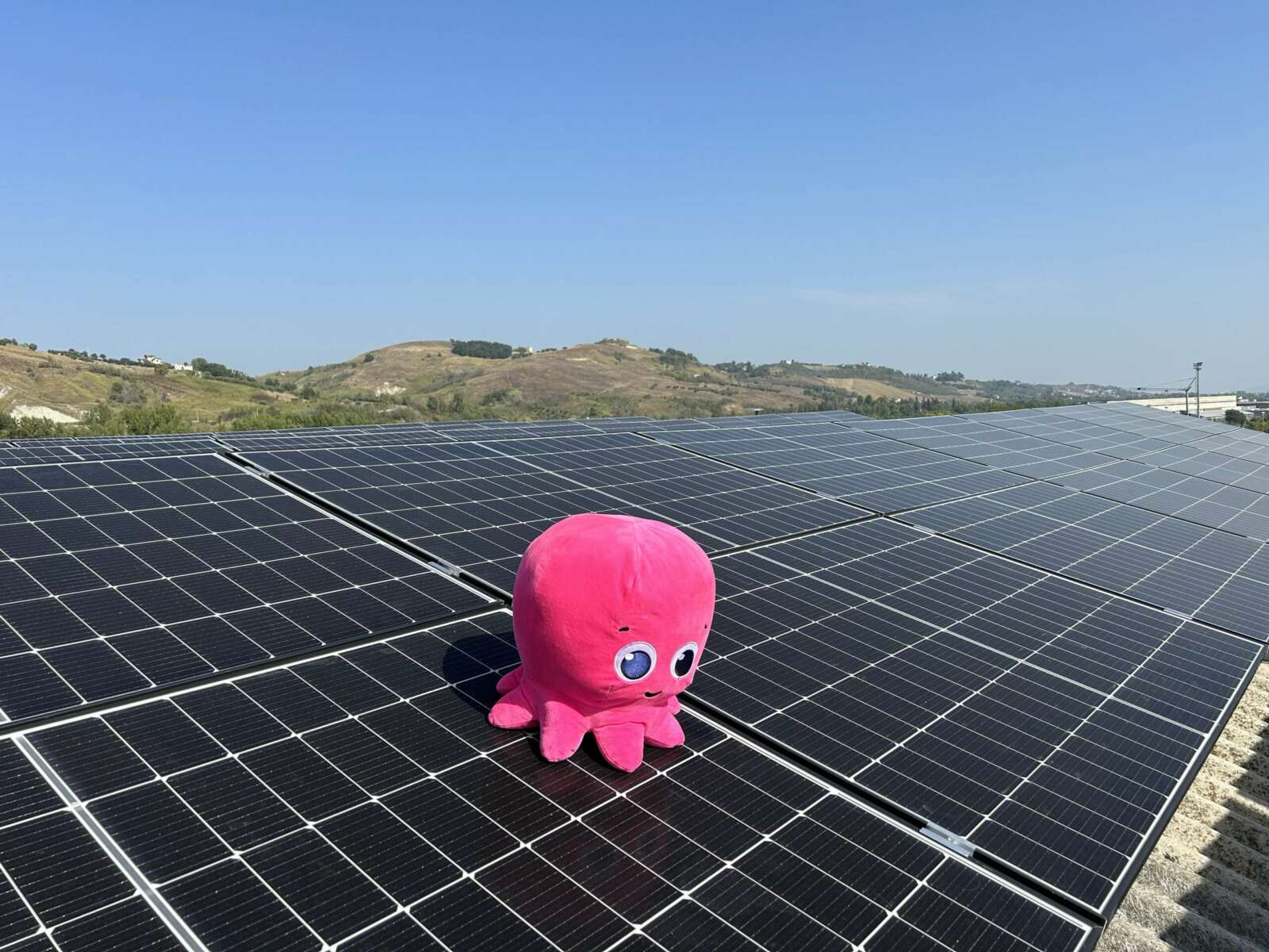 octopus