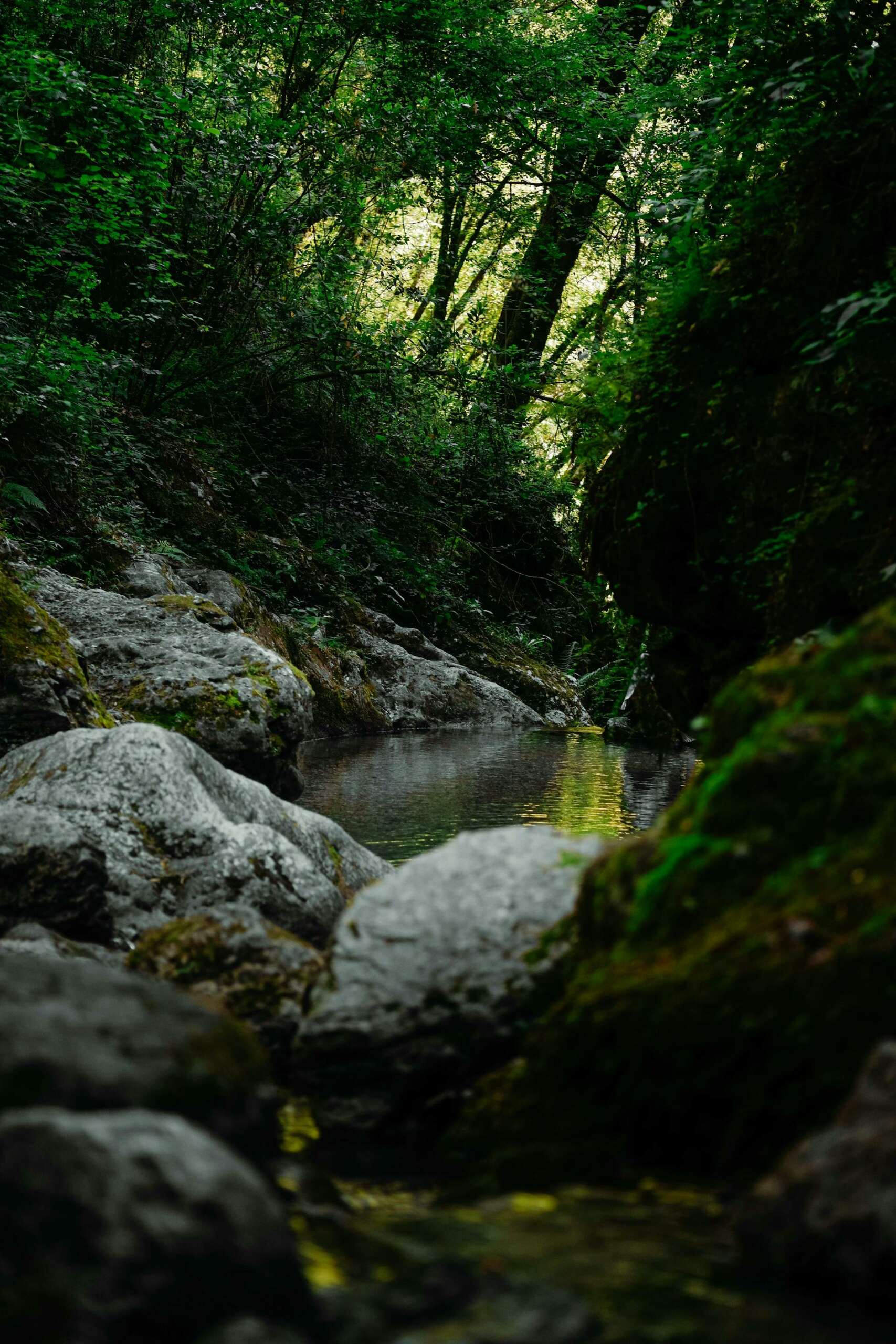 comunità forestali