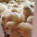 benessere animale UE
