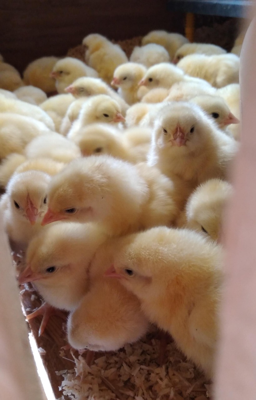 benessere animale UE